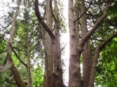 DSC08067.JPG